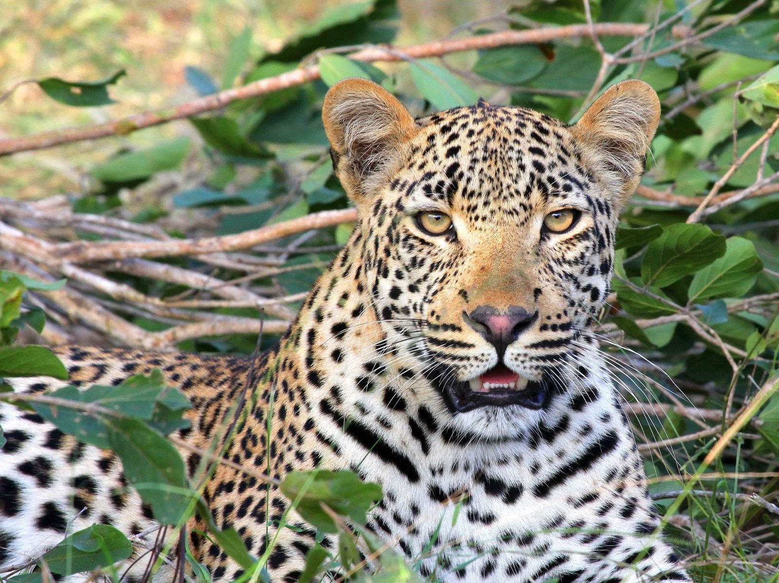 Leopard in Ngorongoro Crater